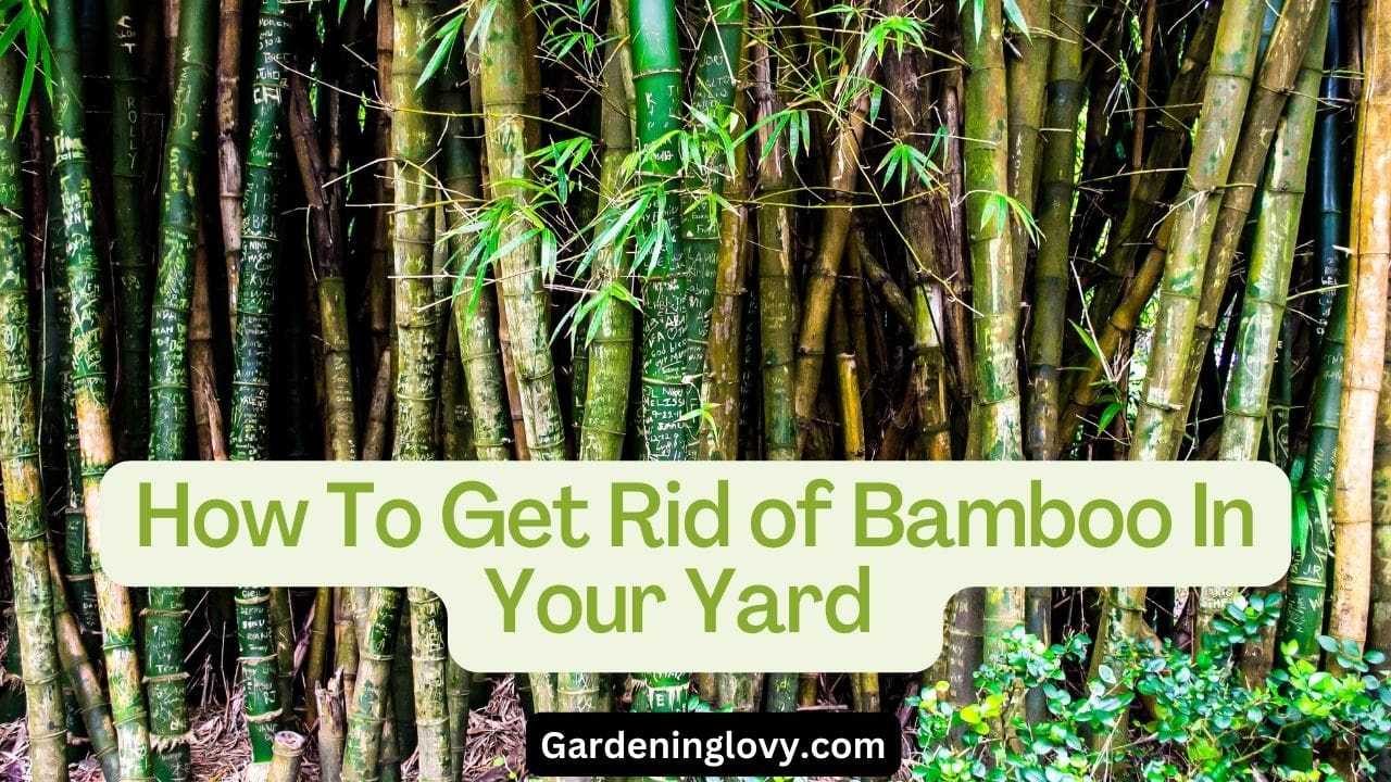 How To Get Rid Of Bamboo In Yard [7 Permanent Fixes]