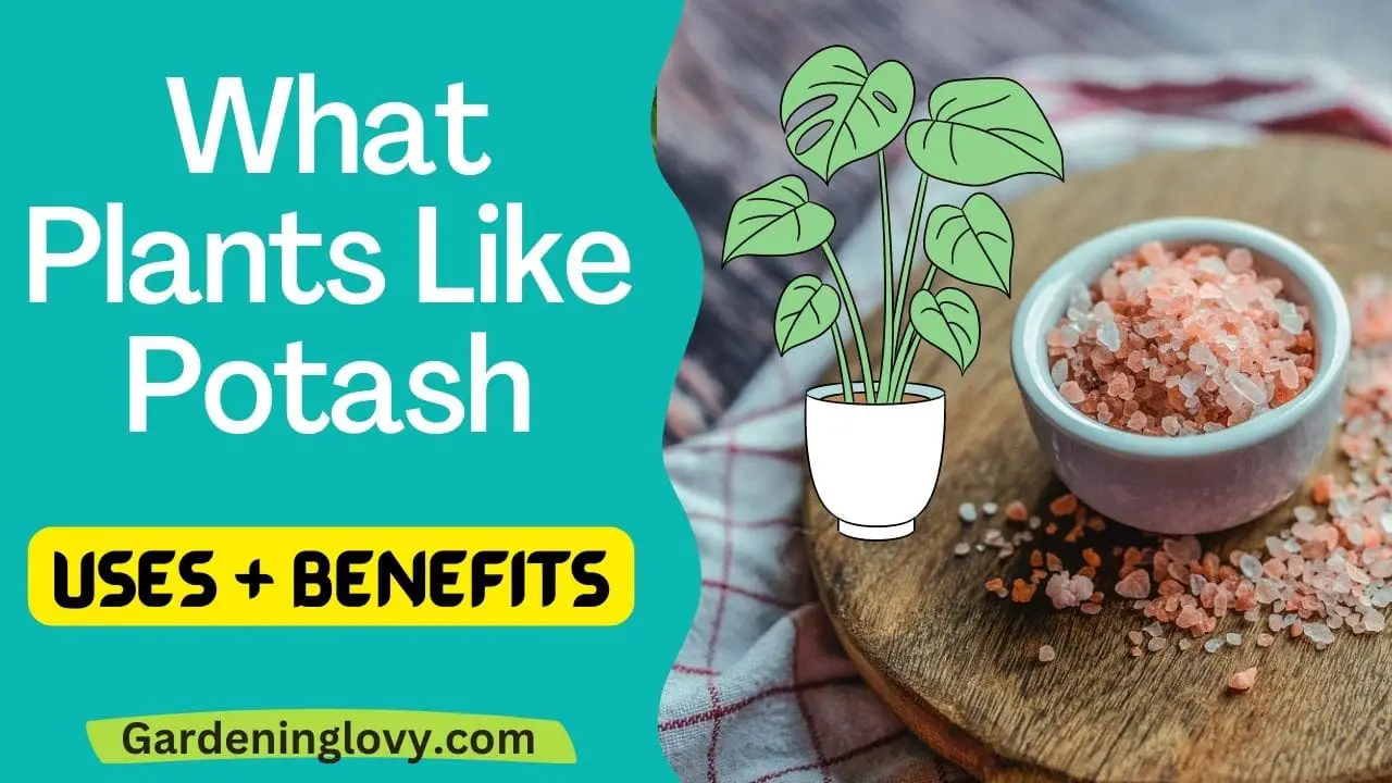 what plants like potash: benefits + uses