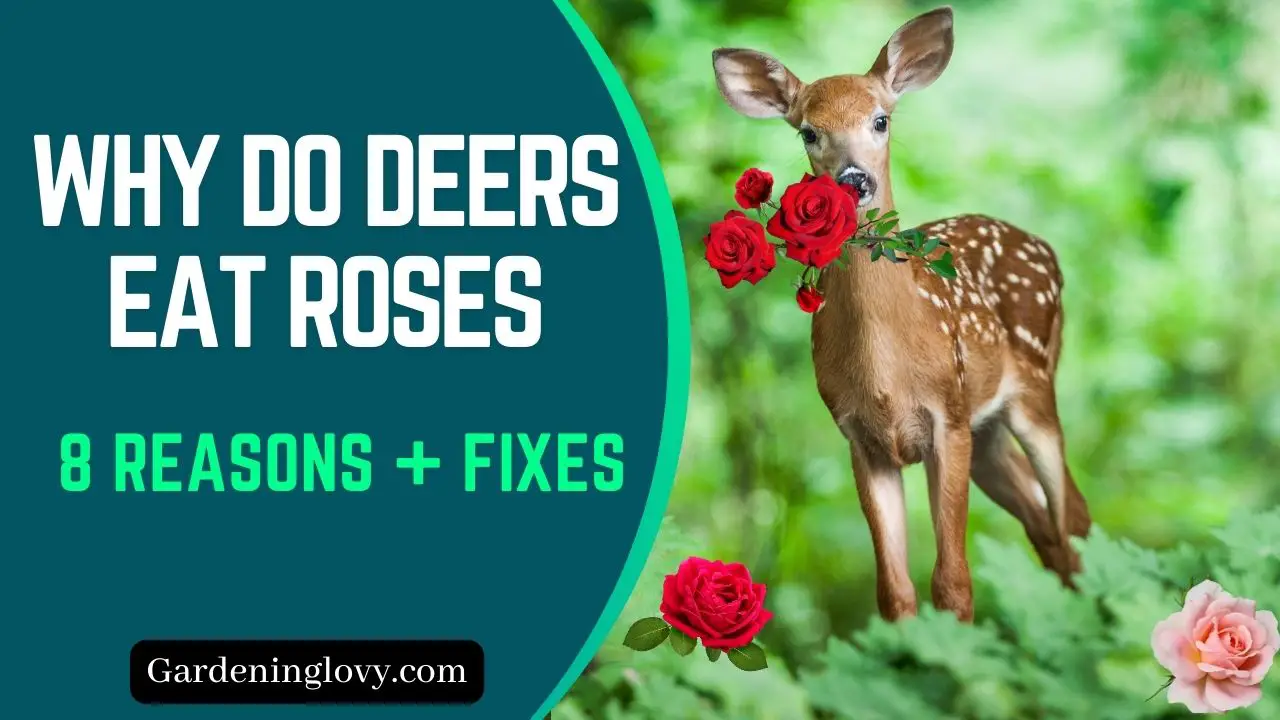 Why do deers eat roses