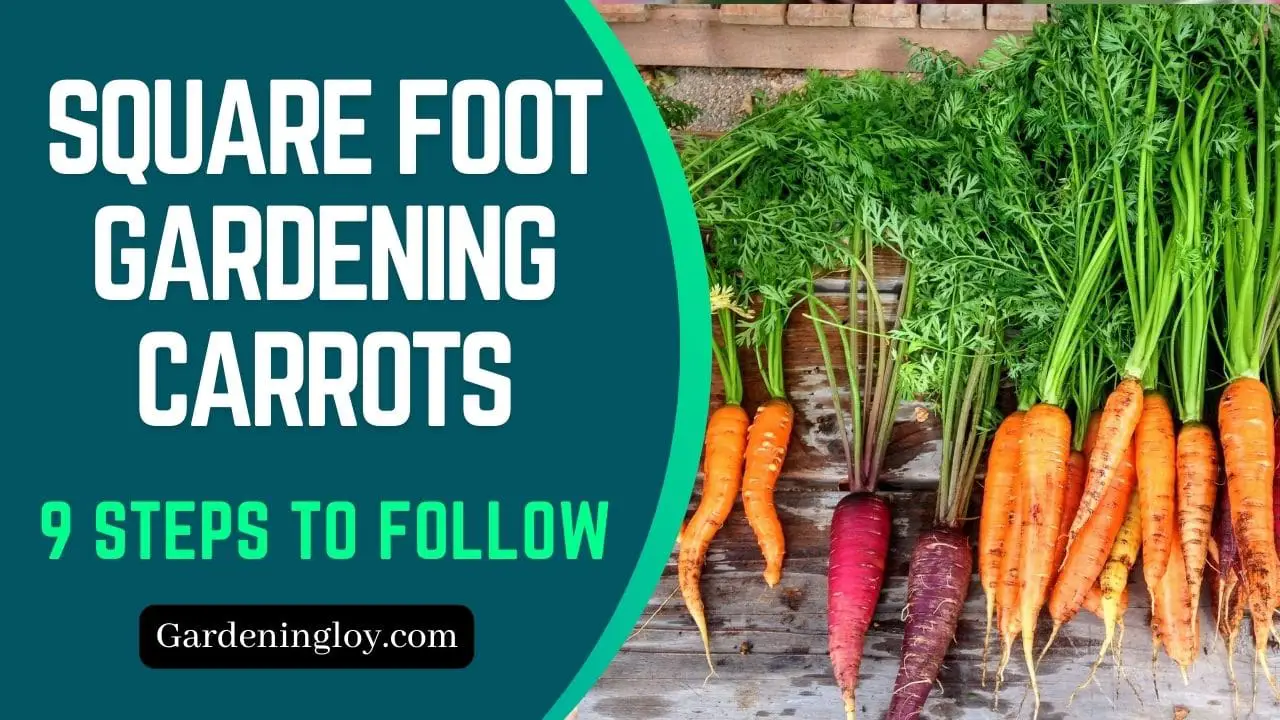 9 Steps: Square Foot Gardening Carrots For Max Yield