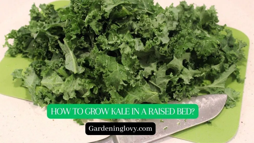 Kale Square foot Gardening Care Guide