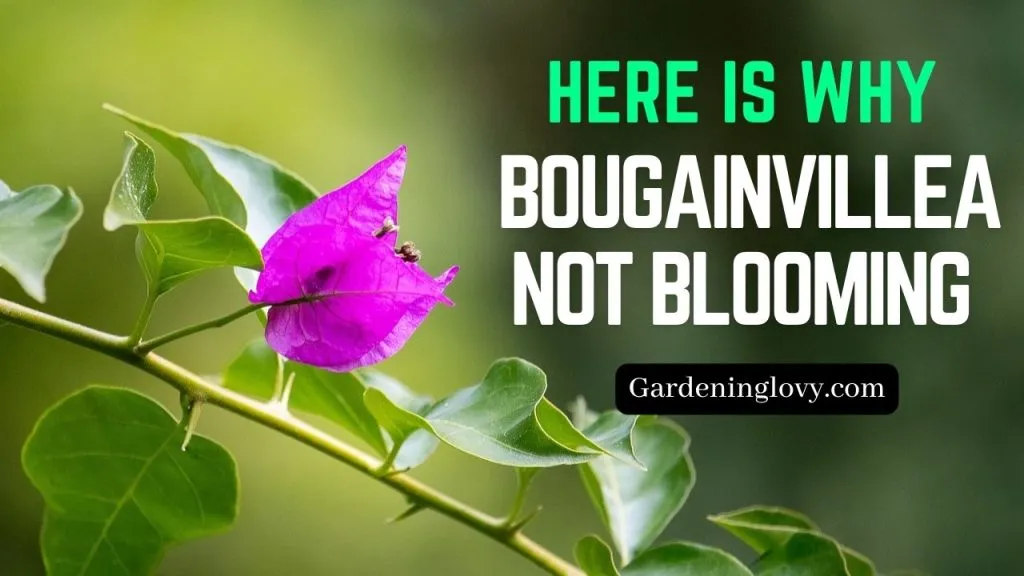 Top Reasons Why Bougainvillea Is Not Thriving