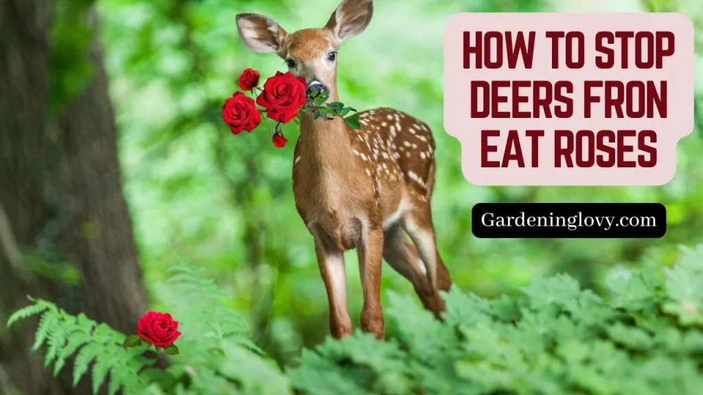 How to prevent deers from eating roses