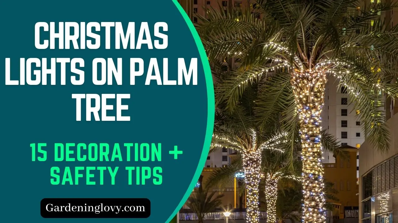 Christmas Lights on Palm Tree