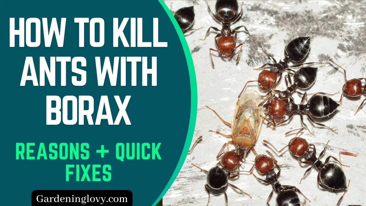 How to kill ants with borax (7 Benefits + Precautions)