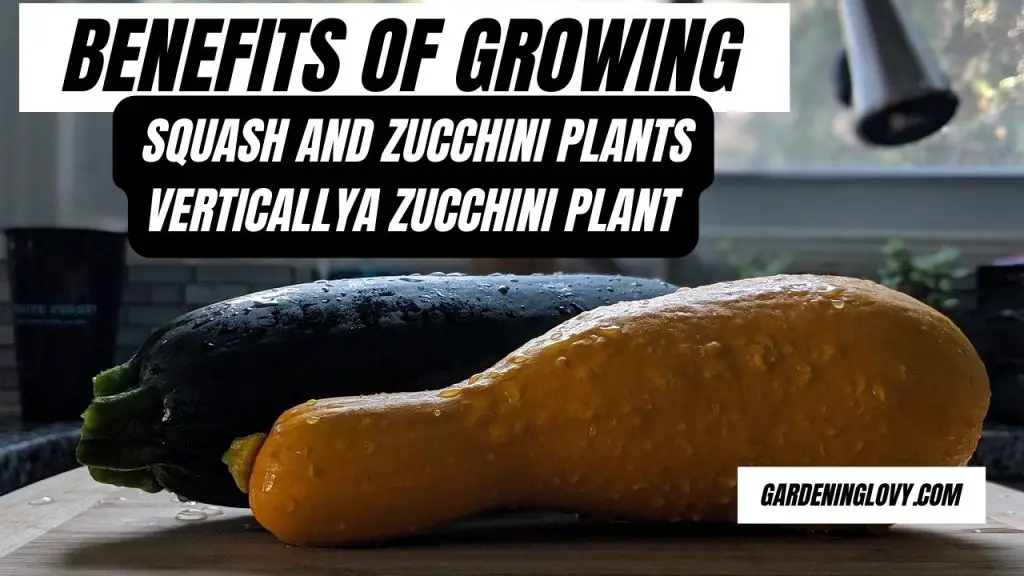 Benefits of Growing Squash and Zucchini Plants Vertically