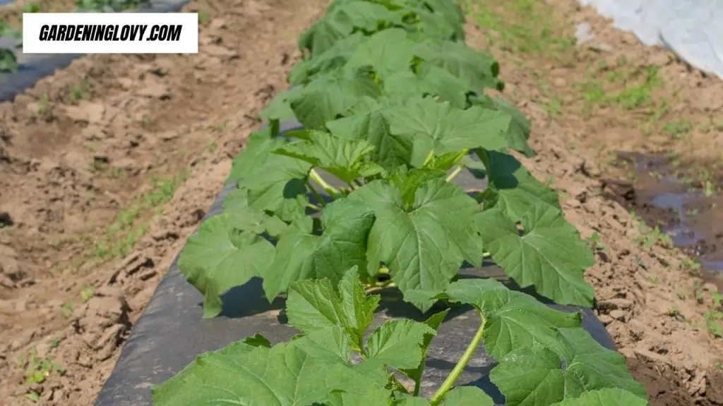 How To Grow Squash and Zucchini Plants Vertically