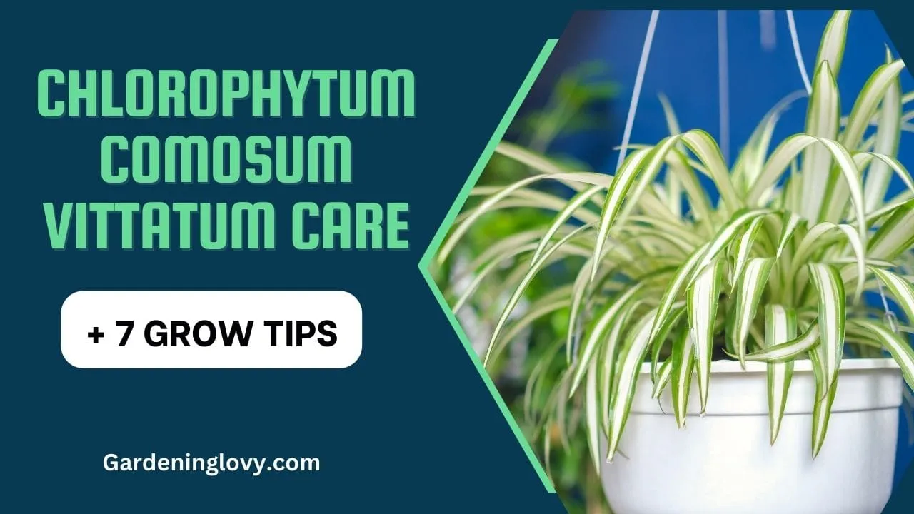 Chlorophytum Comosum Vittatum Care
