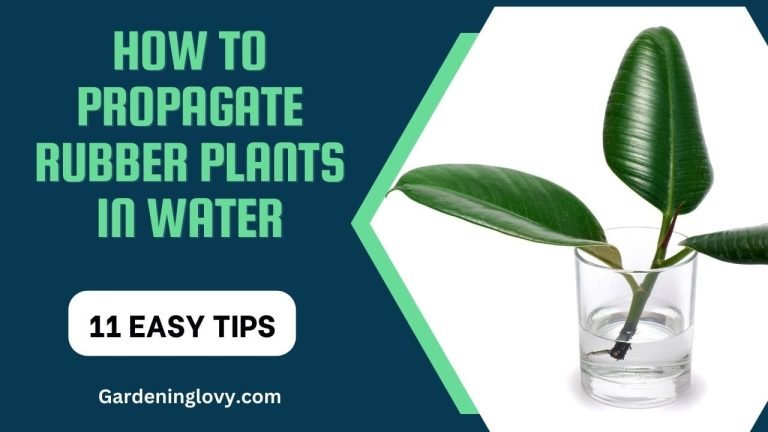 How To Propagate Rubber Plants In Water