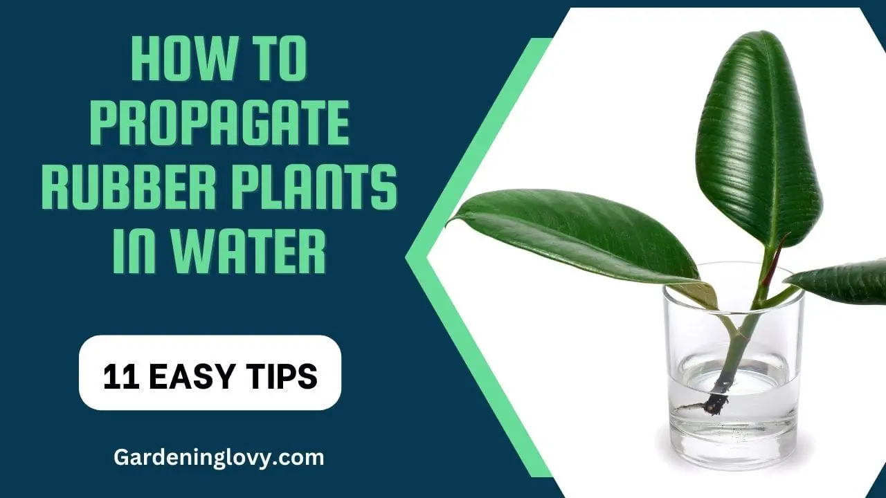 How To Propagate Rubber Plants In Water
