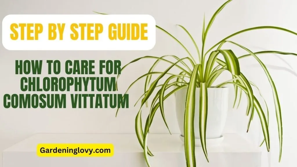 Vittatum Spider Plant Care and Grow guide