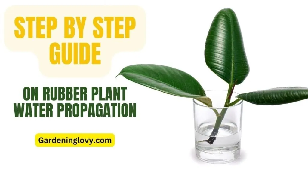 Rubber Plant Water Propagation Tips