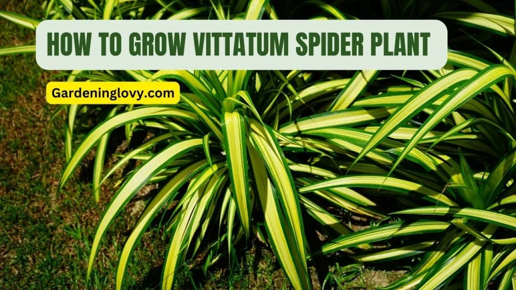 Pests and Diseases of Vittatum Spider Plants
