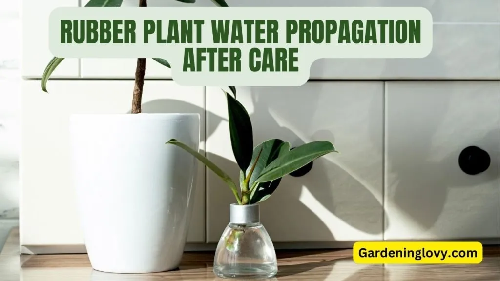 Take a healthy cutting of rubber plant