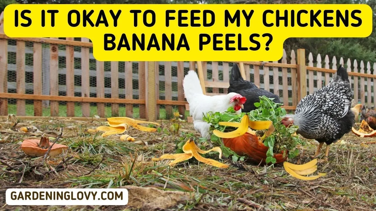 Can Chickens Eat Banana Peelings: 11 Pros + Cons