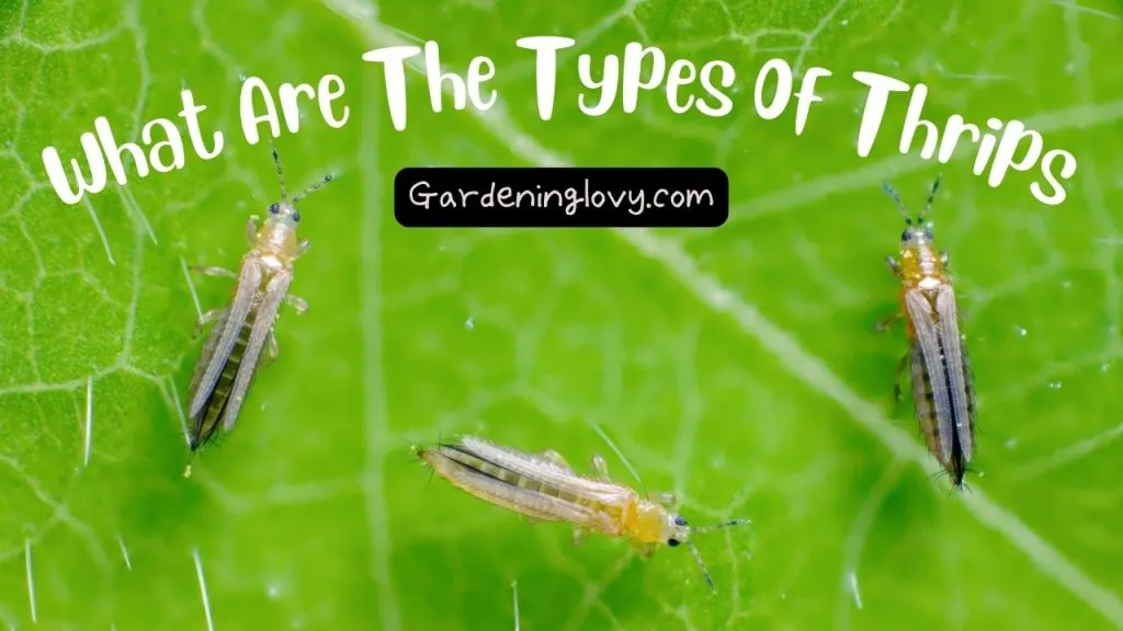What Are The Types Of Thrips