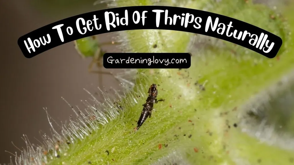 How To Control Thrips Within (24 Hrs) Naturally [Without Toxic Sprays]