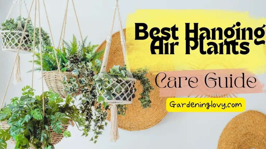 Hanging Air Plants Care Guide