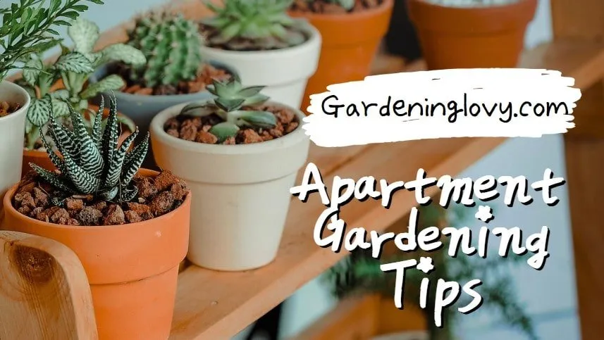 Apartment gardening tips 