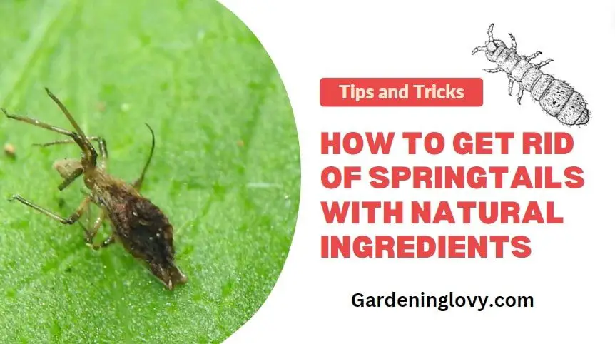 How to get rid of springtails naturally