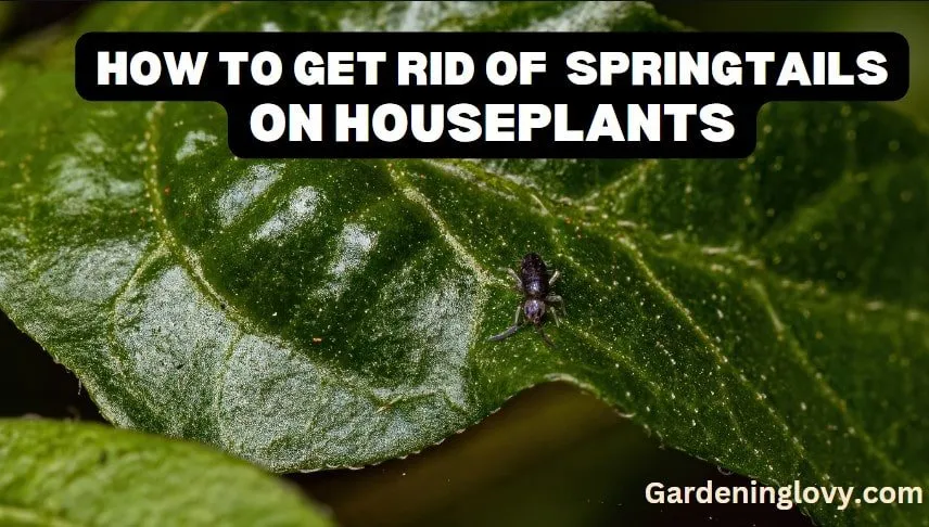 how to get rid of springtails in houseplants?