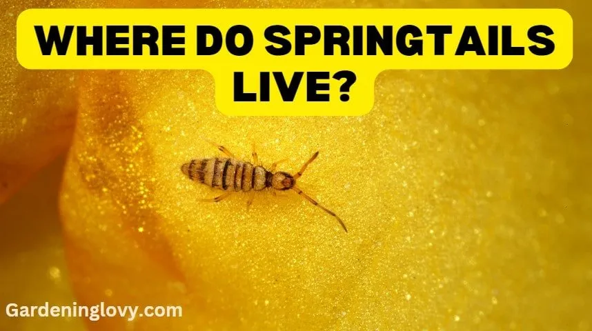 Where Do Springtails Live?