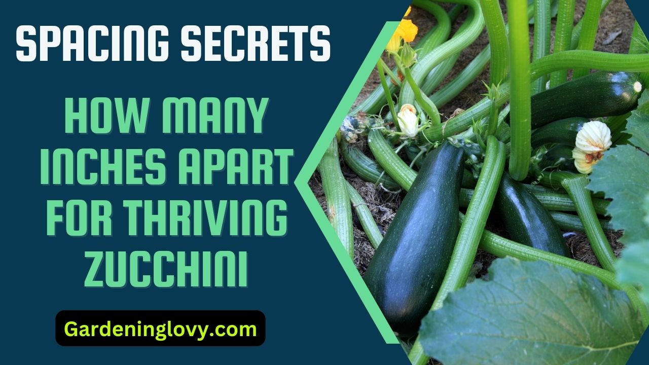 Spacing Secrets: How Far Apart to Plant Zucchini To Maximize Harvest
