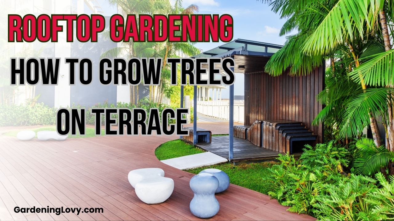 how to grow trees on terrace