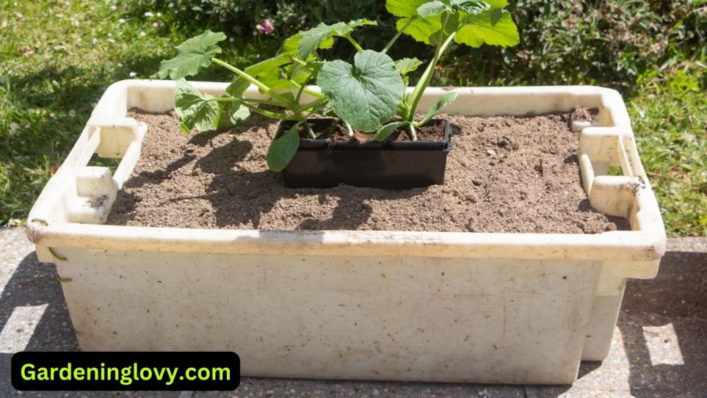 How to Prepare the Soil for Zucchini