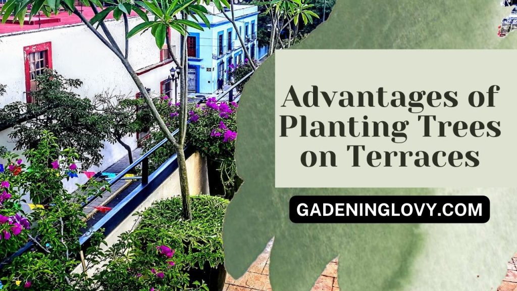 Benefits of growing rooftop trees