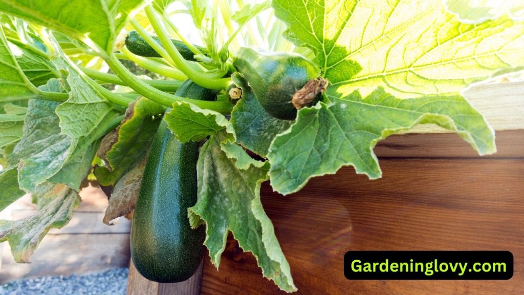 Where to Plant Zucchini
