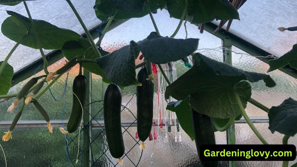 Zucchini Plant Spacing For Maximize Harvest