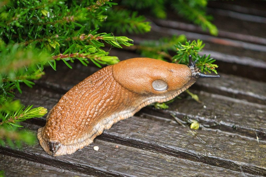 Slugs min Where Do Slugs Live?