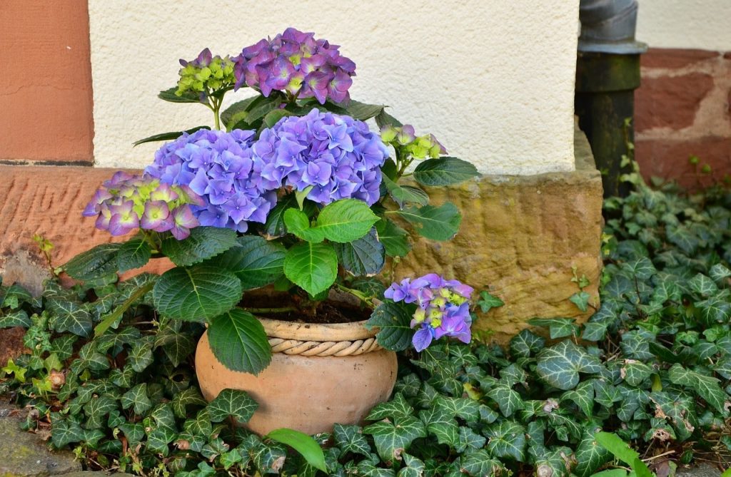 potted hydrangea min How to care for Hydrangea in pots