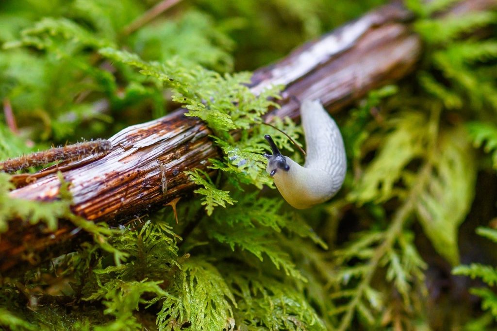 snail 7143410 1280 min what does slugs eat and drink