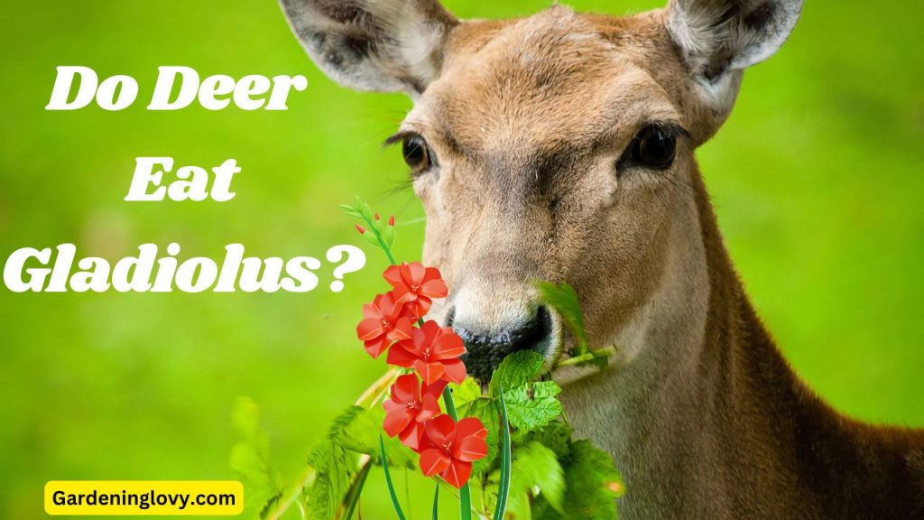 1 min Do Deer Eat Gladiolus? 11 Tips to Protect Your Garden