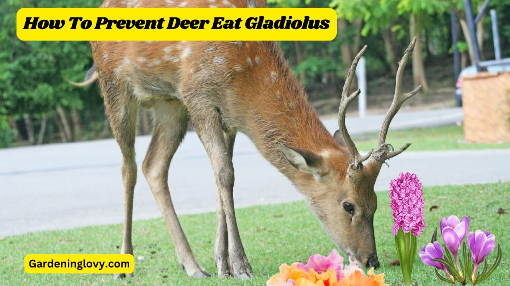 2 Preventing Deer Damage on Gladiolus