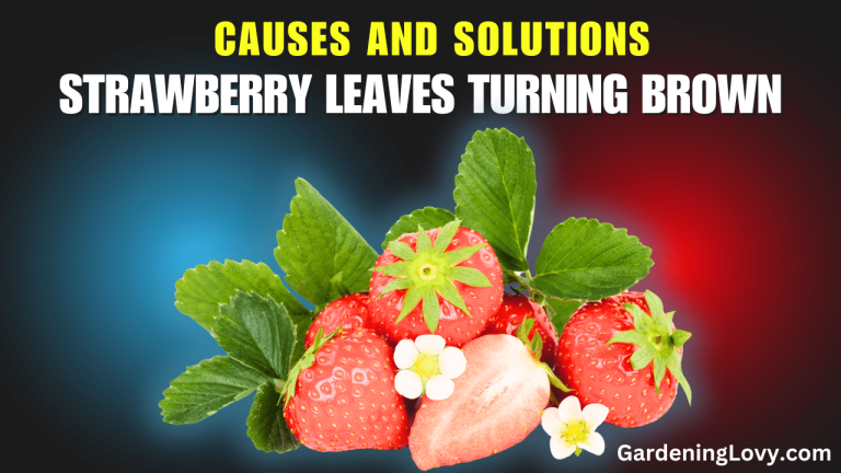 Strawberry Leaves Turning Brown: Causes And Solutions
