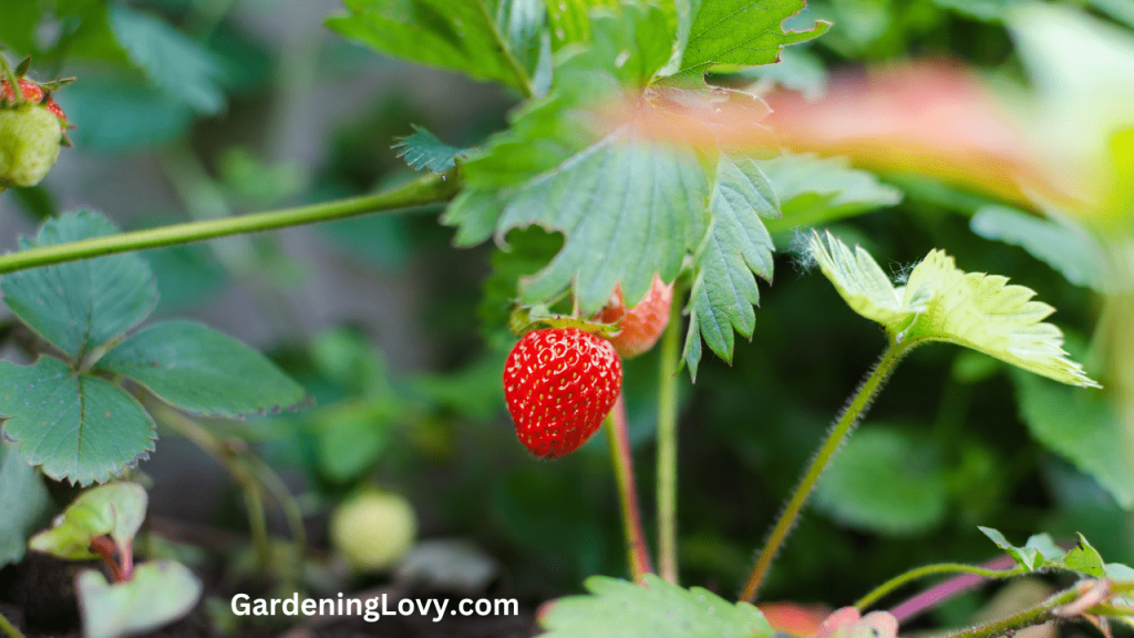 3 min Why Strawberry Leaves Turning Brown