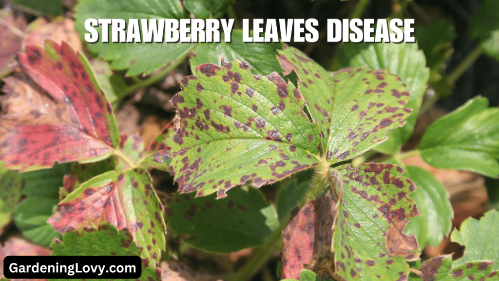 4 min Leaf Spot disease