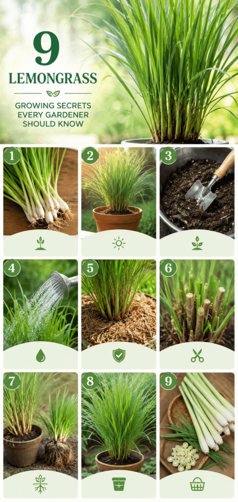 How To Grow Healthy Lemongrass Plants Year After Year