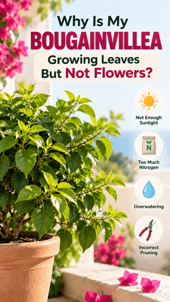 what causes poor growth in bougainvillea