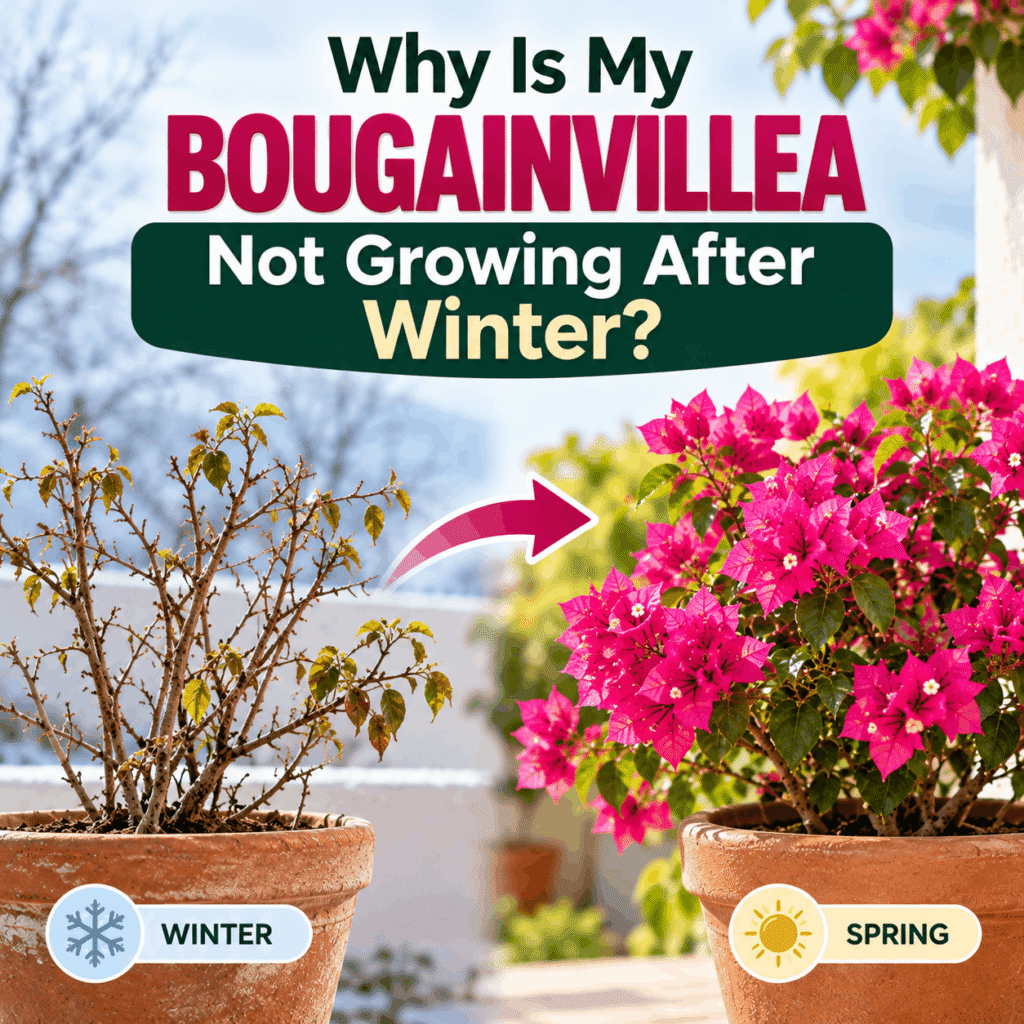 What is stopping Bougainvillea for Not Growing