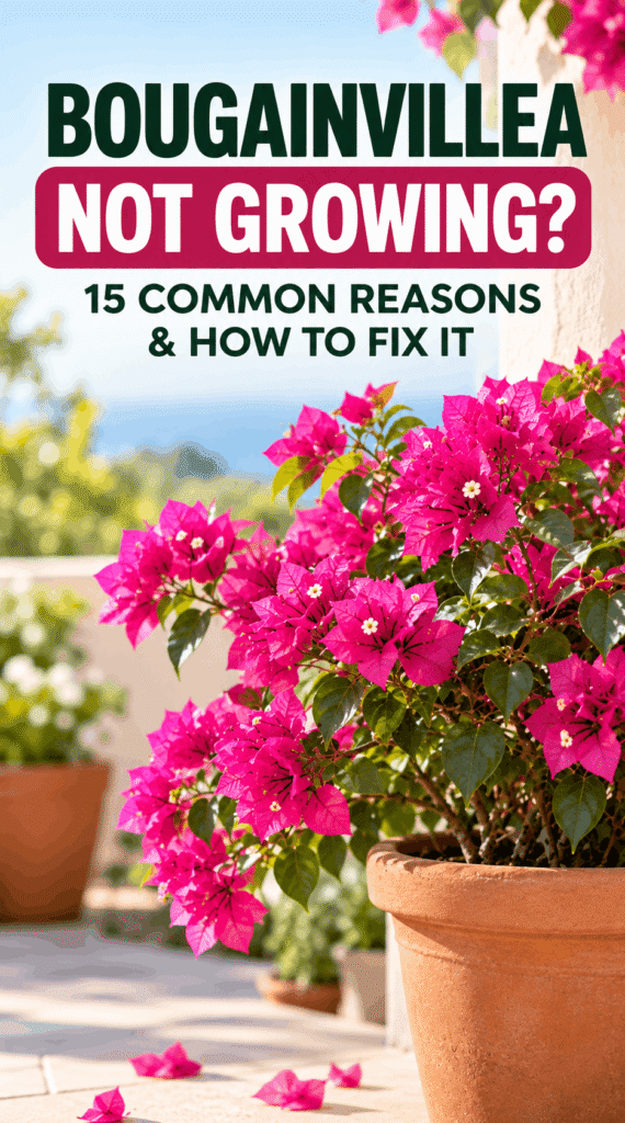 why is my bougainvillea growing slowly in a pot
